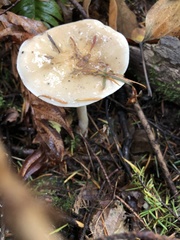Cortinarius riederi