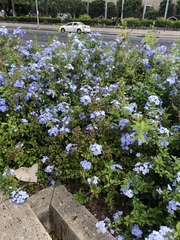 Plumbago auriculata