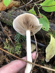 Cortinarius riederi