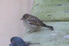 Passer domesticus