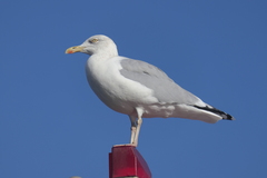 Larus argentatus