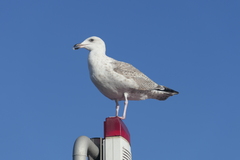Larus argentatus