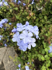 Plumbago auriculata