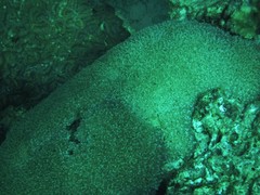 Physogyra lichtensteini