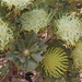 Banksia sessilis - Photo (c) cskk, osa oikeuksista pidätetään (CC BY-NC-ND)