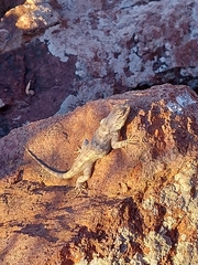 Sceloporus magister