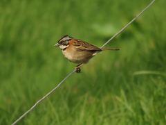 Zonotrichia capensis