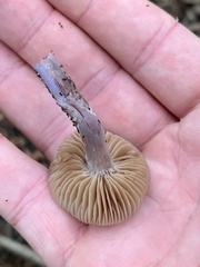 Cortinarius cagei