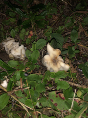 Sebacina sparassoidea