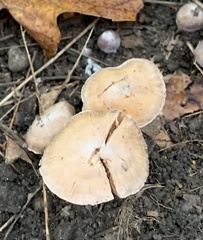 Cortinarius cagei
