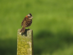 Zonotrichia capensis