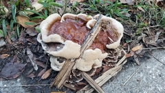Ganoderma sessile