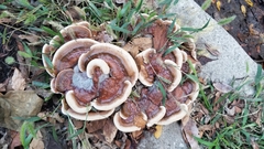 Ganoderma sessile