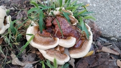 Ganoderma sessile