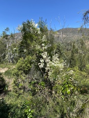 Clematis pickeringii