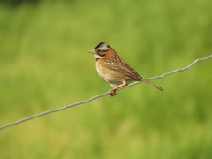 Zonotrichia capensis