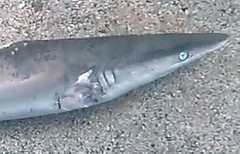 Carcharhinus obscurus