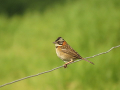 Zonotrichia capensis