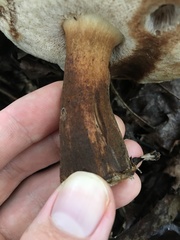 Tylopilus indecisus