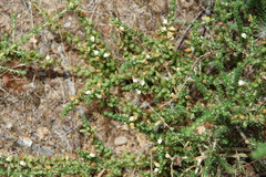 Aspalathus hispida hispida