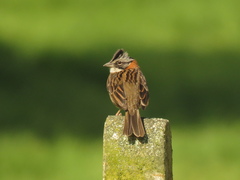 Zonotrichia capensis