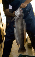 Pseudopercis semifasciata