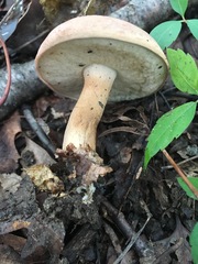 Tylopilus indecisus