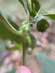 Asphondylia eupatorii