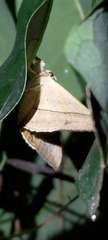 Oxyodes scrobiculata