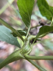 Asphondylia eupatorii