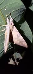 Oxyodes scrobiculata