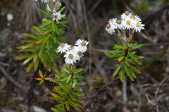 Anaphalioides subrigida