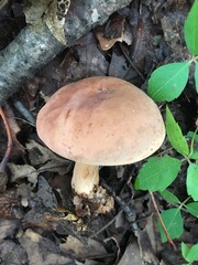 Tylopilus indecisus