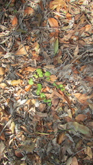 Goodenia rotundifolia