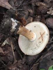 Tylopilus indecisus