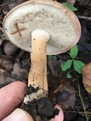 Tylopilus indecisus