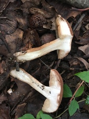 Tylopilus indecisus
