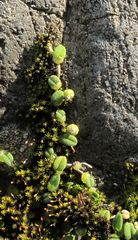 Bulbophyllum pygmaeum