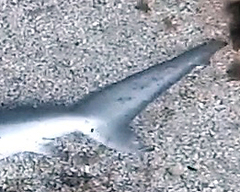 Carcharhinus obscurus