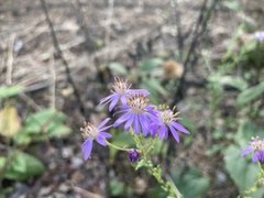 Symphyotrichum concolor
