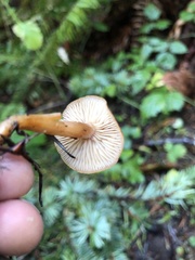 Cortinarius aurantiobasis