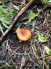Cortinarius aurantiobasis