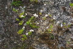 Anaphalioides subrigida