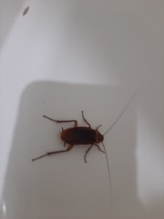 Periplaneta americana