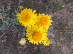 Leucochrysum