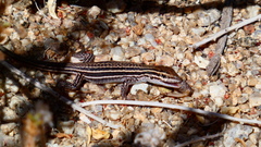 Aspidoscelis neomexicanus