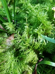 Thuidium tamariscinum