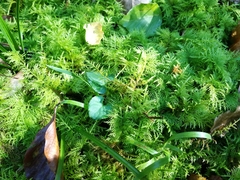 Thuidium tamariscinum