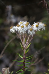 Anaphalioides subrigida