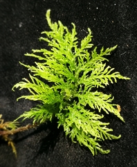 Thuidium tamariscinum
